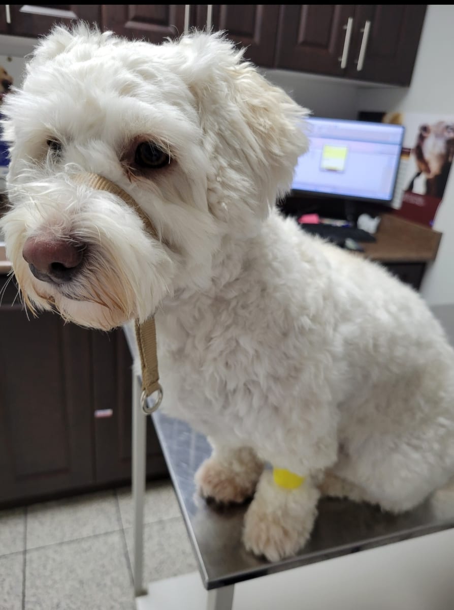 A fluffy white dog sitting on the exam table in one of the hospital's exam rooms