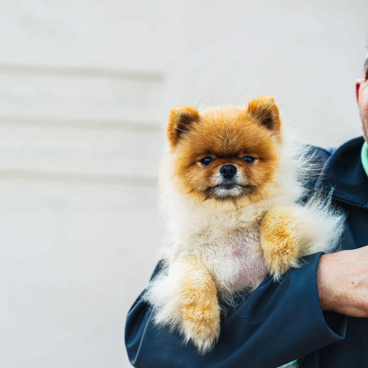 A fluffy Pomeranian held in the crook of an arm