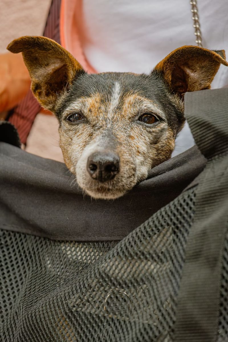 A terrier resting its chin on the rim of a mesh pet carrier