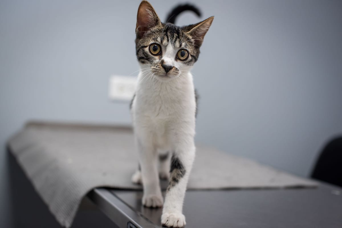 A tabby and white kitten standing on an exam table