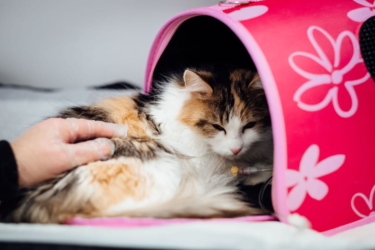 A calico cat resting in a soft carrier with an IV line while a hand strokes its paw